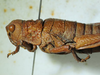 CollectionObject 1498702; 27418171-d4af-49b0-8e1d-eadd345d3a49: female head and pronotum, lateral view. (CollectionObject).
