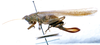 CollectionObject 1531420; NMW No. 14.072, 4567a544-6f75-410f-8f57-9a9f4dd46e50: female, lateral view (holotype). (CollectionObject).