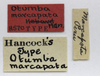 CollectionObject 1523149; 71f8bd3f-2f32-45fb-a88b-2fcd93c78aac: labels (lectotype). (CollectionObject).