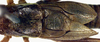 male, dorsal view (lectotype). Depicts CollectionObject 1517155; 61c3d745-d898-465b-b509-14fe56ad6a65, a CollectionObject.