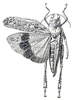 Beybienkia songorica Tsyplenkov, 1956: male, dorsal view (body length 30-37 mm, pronotum 9-11 mm)). (Otu).