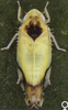 Habitus, dorsal view: !! display not done !! on Eurhadina (Eurhadina) pulchella (Fallén, 1806): Habitus (female). (Observation).