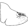 Pygofer, lateral view on Caffrolix brentium Davies, 1988: Pygofer, lateral view (holotype). (Observation).
