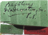 labels (syntype). Depicts CollectionObject 1505706; 38a9e092-f963-4cf7-92c6-000b8bd4a275, a CollectionObject.