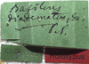 CollectionObject 1505706; 38a9e092-f963-4cf7-92c6-000b8bd4a275: labels (syntype). (CollectionObject).