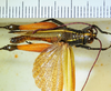 CollectionObject 1498827; b4f7727e-1f33-4456-9479-f8b186356cc6: 2012. male, dorsal view. (CollectionObject).
