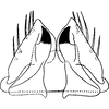 Subgenital plate, ventral view on Araldus propinquus (Fieber, 1869): Subgenital plate. (Observation).