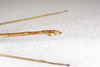 CollectionObject 1584035; 3db17dc4-f512-45e5-b382-28d1df4b301e: Copyright O. Conle Coll. male: end of abdomen, lateral view (paratype). (CollectionObject).;CollectionObject 1584036; 8fbabe4f-898d-4026-b008-2c50f2a71c38: Copyright O. Conle Coll. male: end of abdomen, lateral view (paratype). (CollectionObject).;CollectionObject 1584037; 00c53815-64f7-46f6-ba44-de18474c7d55: Copyright O. Conle Coll. male: end of abdomen, lateral view (paratype). (CollectionObject).