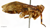 Habitus, lateral view: !! display not done !! on Sakina boulardi Synave, 1979: (Observation).