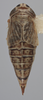 Habitus, dorsal view: Dorsal - Female Dark. Dark color variation. (Observation).