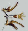 Aedeagus, ventral view: (Observation).