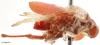 Habitus, lateral view: !! display not done !! on Locris rubra (Fabricius, 1794): (Observation).