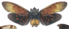 Habitus, dorsal view on Copidocephala guttata (White, 1846): (Observation).
