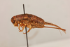 CollectionObject 1517614; 6888dc56-2312-4656-aa4e-fef3a8502044: female, lateral view (syntype). (CollectionObject).