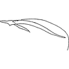 Pygofer, lateral view: Pygofer, lateral view. (Observation).