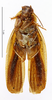 CollectionObject 1587656; MNHN(SF IMPORT DUPLICATE) MNHN-EP-EP1810, d1569233-3ef0-4f69-b714-93481108cf60: CC BY-NC-ND 4.0/MNHN - Depraetere Marion - 2014. Paratype, female, of umbrina Princis, 1963. Specimen number: MNHN-EP-EP1810. http://coldb.mnhn.fr/catalognumber/mnhn/ep/ep1810. (CollectionObject).