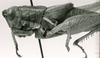 CollectionObject 1524853; df002ccf-d3c4-4277-bac8-e2d9d2e3003a: female, head and pronotum, lateral view (holotype). (CollectionObject).