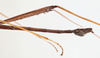 CollectionObject 1560520; 40205467-2f9e-40e7-b463-d6a4a53a4100: copyright Gunvi Lindberg, NRM, Stockholm. male: abdomen and hind legs, lateral view (holotype). (CollectionObject).