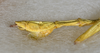 CollectionObject 1558903; USNM(SF IMPORT DUPLICATE) 7344, f81617a7-04b1-4829-b1c0-23797ac6c864: Copyright USNM, Washington. male: end of abdomen, lateral view (holotype). (CollectionObject).