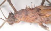 CollectionObject 1558863; NHMUK(SF IMPORT DUPLICATE) 845209, e263b155-b331-4145-9ff8-582cdac82582: copyright Natural History Museum, London. female: head and thorax, lateral view of Heteropteryx dehaanii (holotype). (CollectionObject).