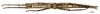 CollectionObject 1562336; bf5e6a6a-ca3a-49bb-987f-8d12faab2441: copyright MNHN, Paris. female, ventral view (syntype). (CollectionObject).