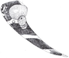 Head: !! display not done !! on Cixidia (Cixidia) confinis (Zetterstedt, 1837): (Observation).