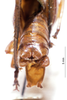 CollectionObject 1534918; BPBM 3225003, 8cab36fa-2083-471a-8534-bbd17273f367: male cerci (paratype). (CollectionObject).