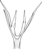 Aedeagus, ventral view on Edwardsiana diversa (Edwards, 1914): Aedeagus, ventral view. (Observation).
