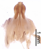 CollectionObject 1522833; c61c29f2-acd7-43cb-ada6-9da17b953d4e: Male genitalia, ventral view (holotype). (CollectionObject).