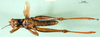 CollectionObject 1501660; 8fbcc921-acd9-4cdf-96a2-99effe0bdacd, DORSA BA000133S01: male, ventral view (holotype). (CollectionObject).