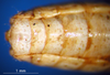 CollectionObject 1530826; 3e2b3bd5-6aec-48b4-894f-15468cab6fc5: male, subgenital plate (syntype). (CollectionObject).