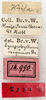 labels (holotype). Depicts CollectionObject 1531858; 5033513a-700d-4584-8b09-cb70d2d17bff, a CollectionObject.