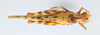 CollectionObject 2809541; a6ea9b19-eee9-45e2-a66f-299f56145bdb, CNCI 983725: Bootettix argentatus. Dorsal View. (CollectionObject).