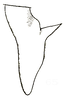 Orchelimum (Metarhoptrum) fraternum Rehn & Hebard, 1915: Pl. IV, Fig. 65 (after type). male left cercus, dorsal outline. (Otu).