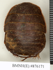 CollectionObject 1573062; NHMUK(SF IMPORT DUPLICATE) BMNH(E) 876170'''''', bb448d59-2de3-432b-92b6-43f4d7b594f1: Copyright Natural History Museum, London. Syntype (female) in BM(NH). Dorsal view. (CollectionObject).