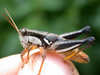 Chlorus bolivianus Bruner, 1913: male (Bolivia, Santa Cruz de la Sierra, La Angostura). (Otu).