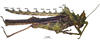 CollectionObject 1591401; d0491063-a29d-4616-b28c-09b3cb1e26e9: female, lateral view, with median pronotal projections denoted (holotype). (CollectionObject).