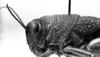 CollectionObject 1501160; 014955bc-6c94-4eeb-8b02-ebaf5b188781: Image Carbonell, C.S. female head and pronotum, lateral view (syntype). (CollectionObject).