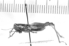 CollectionObject 1523990; 95e9aac5-c82c-4f4f-9b0e-05b24f92de1c: male, lateral view (holotype of Paradichroplus subaquaticus). (CollectionObject).