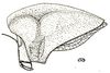 Phyllochoreia westwoodi Bolívar, 1930: Fig. 9. female head, pronotum (22 mm) and elytron (15 mm), lateral view. (Otu).