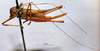 CollectionObject 1516192; 35cb3715-afc3-49aa-b525-04b6485686d9: female, lateral view (syntype). (CollectionObject).