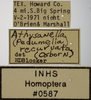 Other on Athysanella (Pedumella) recurvata (Osborn, 1930): Labels - Male. (Observation).