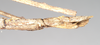 CollectionObject 1557433; NHMUK(SF IMPORT DUPLICATE) 844930, ae911a28-f49d-4ed8-bcfe-603443d84339: copyright Natural History Museum, London. female: end of abdomen, lateral view of synonym Bactrododema aculiferum (syntype). (CollectionObject).