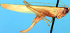 CollectionObject 1522295; 216a2a58-32c5-481f-a8aa-5f85ce365e22: female (holotype of Xiphidiopsis omeiensis). (CollectionObject).