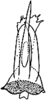 Aedeagus, ventral view: Aedeagus (E. wierzbowskae Dwor.), ventral view. (Observation).