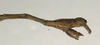 CollectionObject 1561479; NMW 686, 1ec8851f-cb4e-49a3-825d-d042f43bf06e: copyright NMW, Vienna. male: end of abdomen, lateral view (syntype). (CollectionObject).