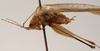 CollectionObject 1534526; 6066b610-356e-42e4-ad35-3087b1beee45: male, lateral view (holotype). (CollectionObject).