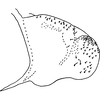 Pygofer, lateral view on Anufrievia crispata Tan, Jiang & Song, 2021: (Observation).