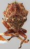 Head on Ebhul elegans Funkhouser, 1929: (Observation).