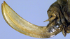 CollectionObject 1507307; 003bf091-9fd4-45dd-bbff-6d862f854339: ovipositor (holotype of Anaulacomere maranona Scudder). (CollectionObject).